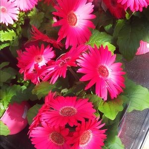 Meet your Posher, Chelsea